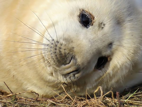 Seal Pup