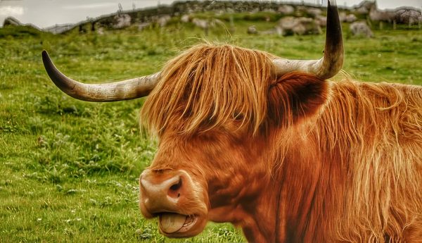 Highland Cow