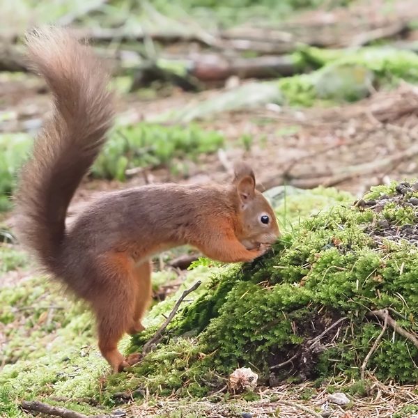 Red Squirrel