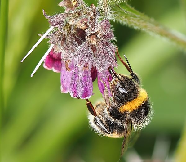 Buff Tailed Bumblebee Bombus Terrestris Yellow Black White Tail Hanging Purple Comfrey Flowers