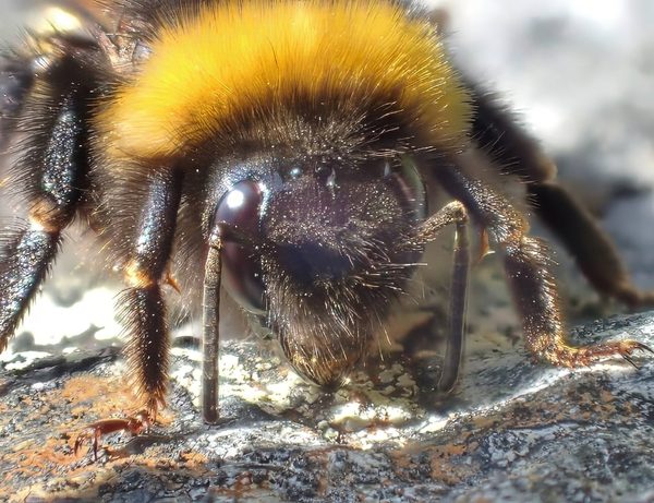 Bumblebee Bombus Frontal Face Macro Golden Orange Thorax Dark Face Lichen Rock