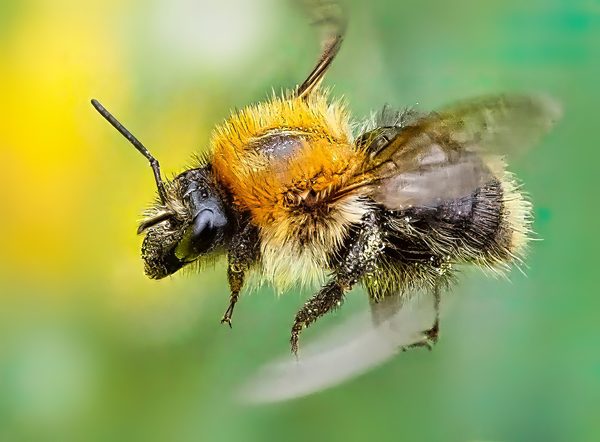 Bumblebee Orange Fluffy In Flight