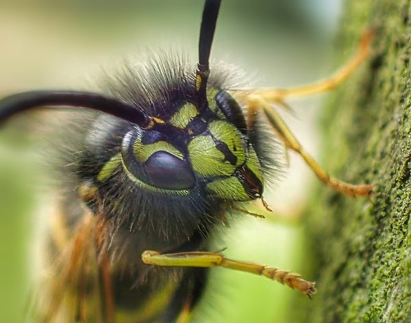 Common Wasp Face Frontal Olive Green Moss