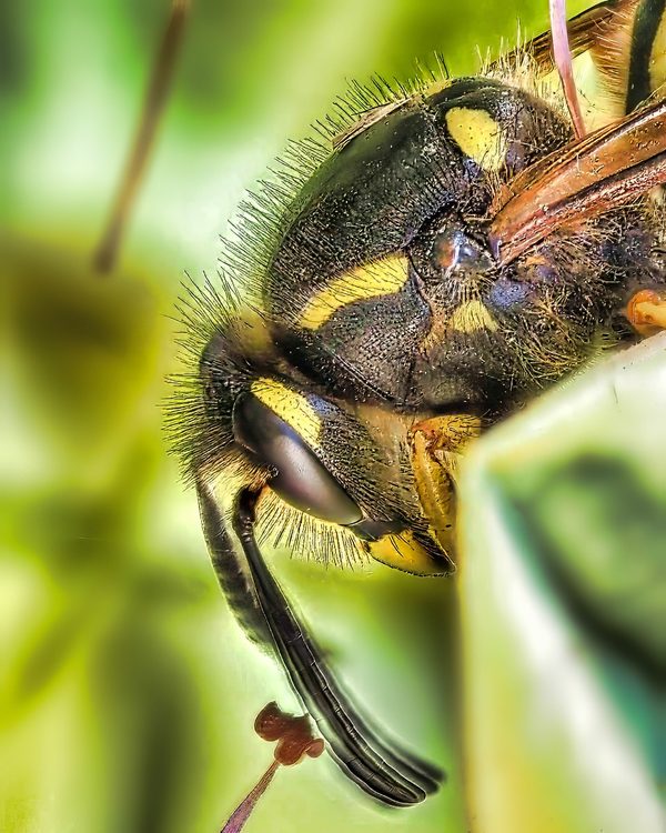 Common Wasp Head Side Yellow Black Stem