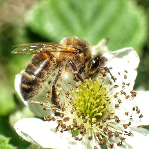 Honey Bee Apis Mellifera Foraging White Bramble Flower Amber Banded Dorsal Green Leaf Bokeh