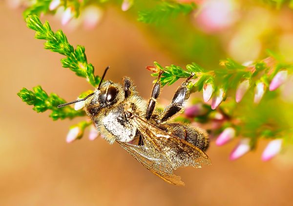 Mining Bee Andrena Golden Brown Furry Pollen Dusted Heather Pink Buds Macro