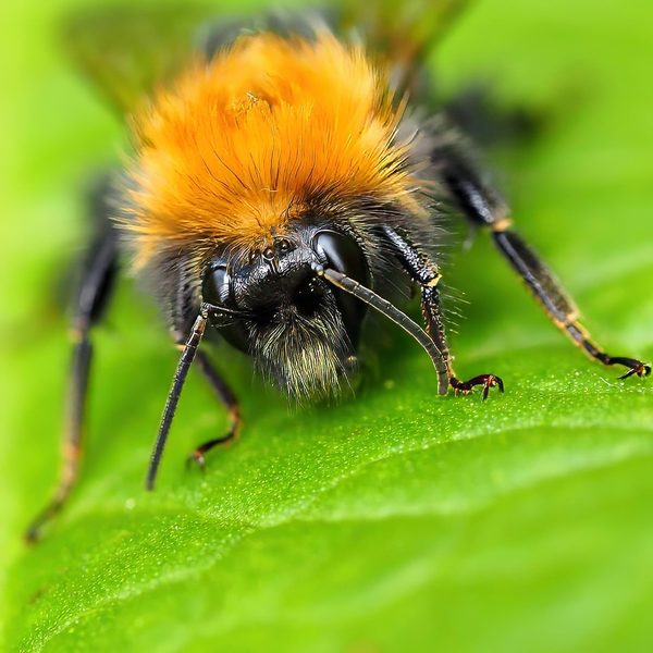 Tree Bumblebee Bombus Hypnorum Vivid Orange Thorax Dark Face Frontal Green Leaf