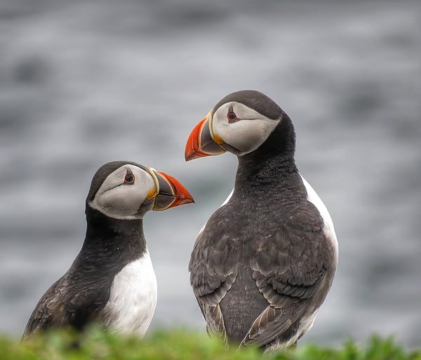 Atlantic Puffins