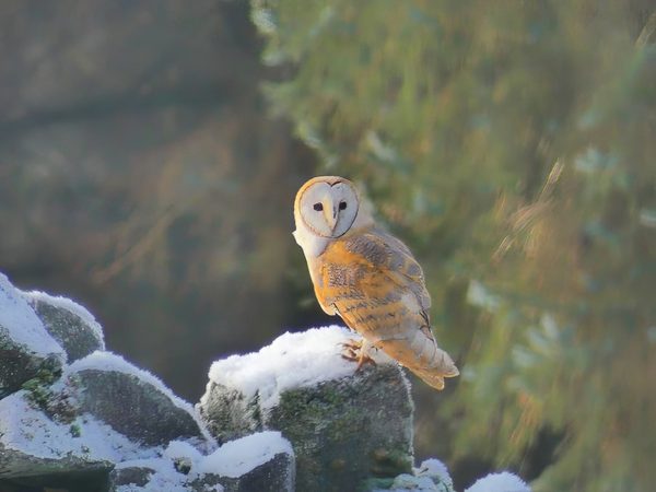 Barn Owl Tyto Alba Perched Snow Covered Stone Wall Winter Blurred Tree