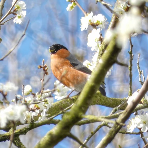 Bullfinch Male Black Cap Orange Breast Grey Back Perched White Blossom Blue Sky