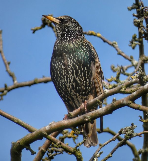 Common Starling Iridescent Black White Spots Yellow Bill Bare Branch Blue Sky