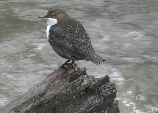Dipper