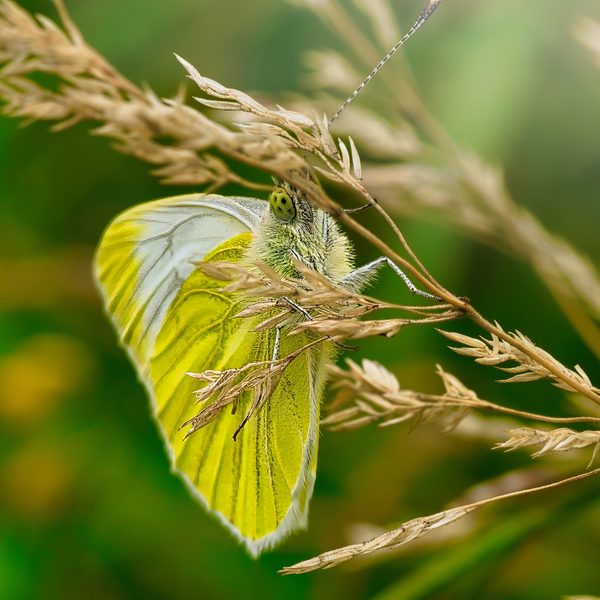 Brimstone on Grass