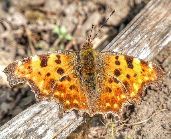 Comma Butterfly Polygonia C Album Vivid Orange Yellow Wings Dark Spots Scalloped Edges Basking Weathered Wood