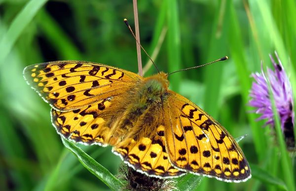 Dark Green Fritillary Wings Open Knapweed
