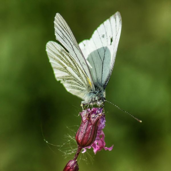Green-veined White
