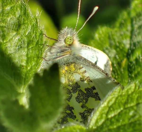 Green-veined White Face-on