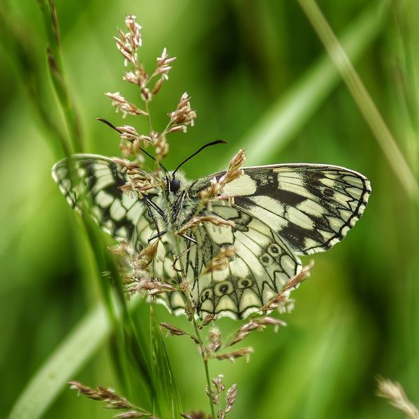 Marbled White Butterfly Melanargia Galathea Black White Chequered Wings Spread Pink Grass Seedhead