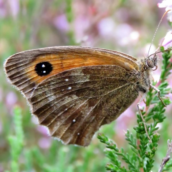 Meadow Brown Butterfly Brown Orange Eyespot Forewing Perched Pink Heather