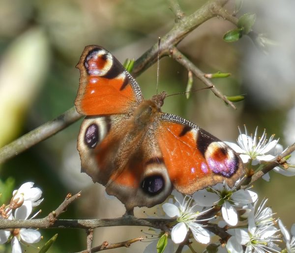 Peacock Butterfly Aglais Io Eyespots Open Wings Blackthorn Blossom Spring