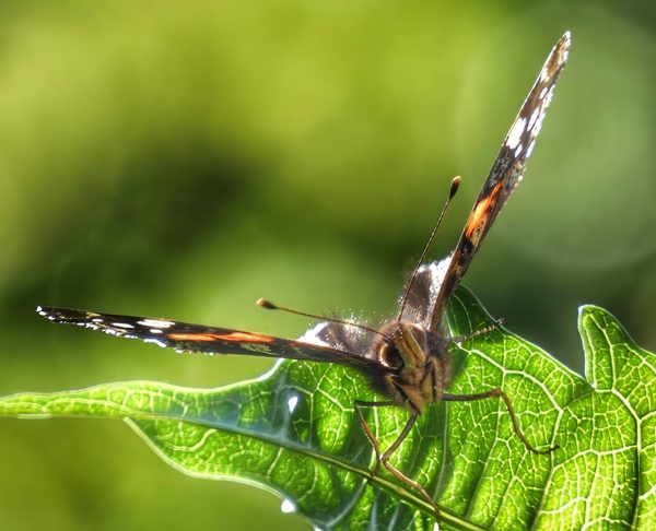 Red Admiral Butterfly Vanessa Atalanta Wings Raised Dark Orange Bands White Spots Green Leaf