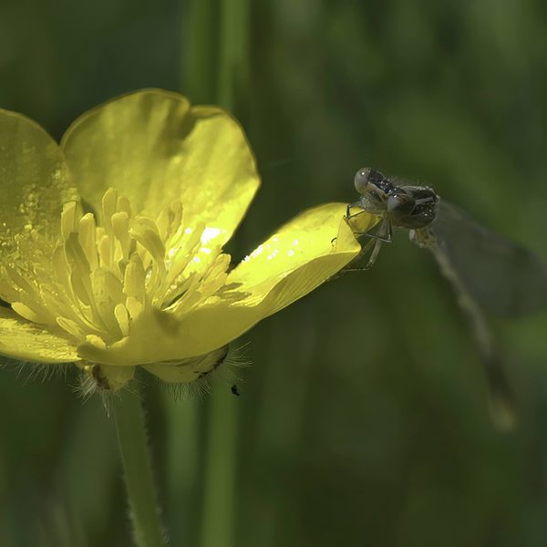 Azure Damselfly On Yellow Buttercup