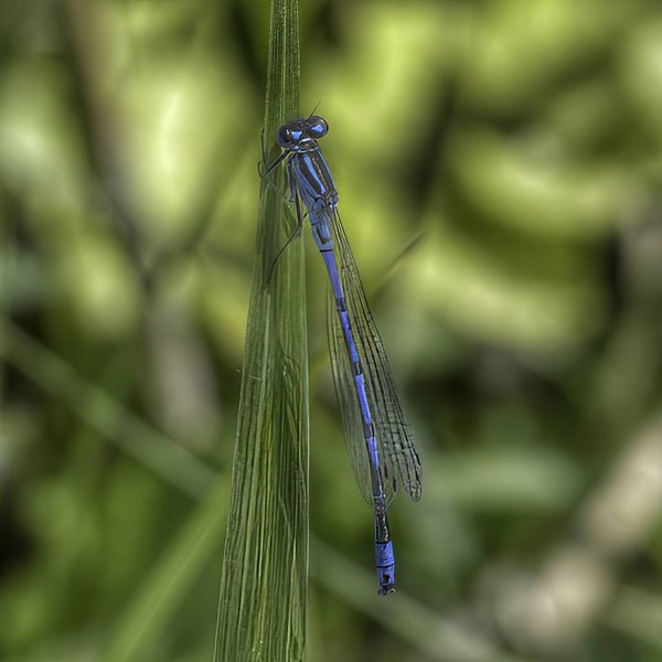 Azure Damselfly Vivid Blue Black Banded Perched Grass Blade Green Bokeh