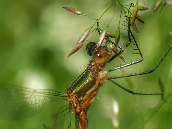 Demoiselle Female