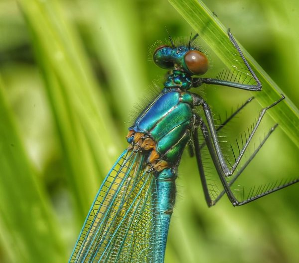 Demoiselle on Grass