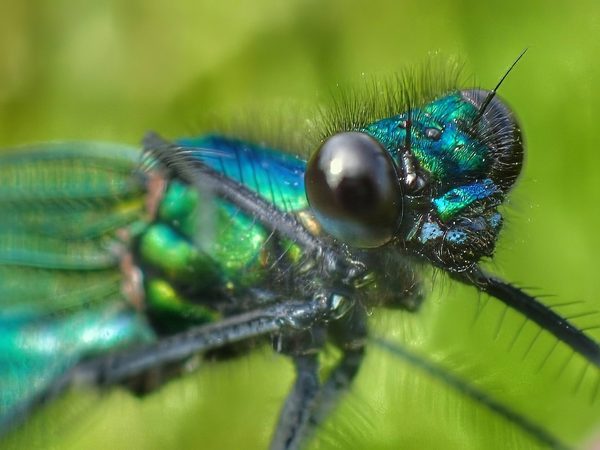 Beautiful Demoiselle Calopteryx Virgo Male Iridescent Blue Green Wings Body Large Dark Eye Macro
