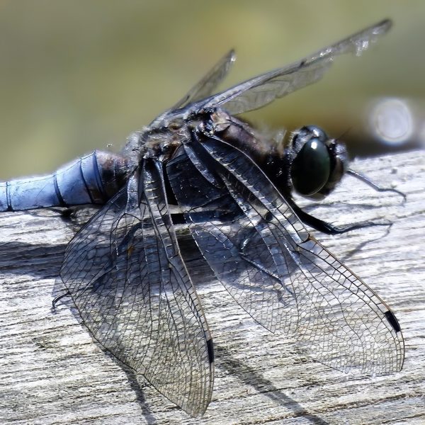 Black Darter at Rest