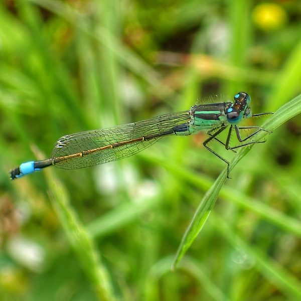 Blue Tailed Damselfly Ischnura Elegans Blue Tail Spot Iridescent Green Thorax Grass Blade