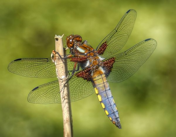 Broad Bodied Chaser Male Blue Abdomen Yellow Spots