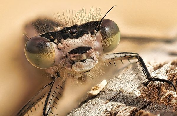 Damselfly Head Extreme Closeup Separated Eyes Wood
