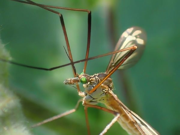 Crane Fly