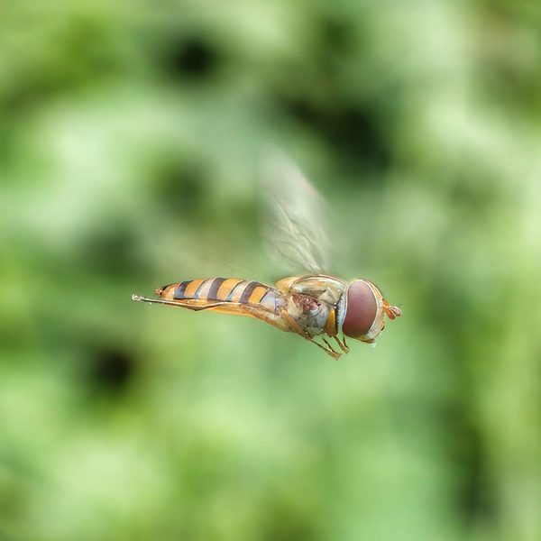 Hovering Hoverfly