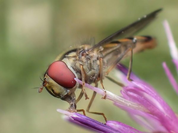 Hoverfly on Knapweed