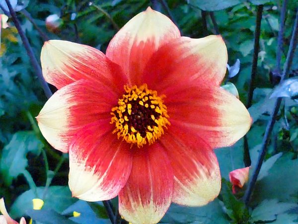 Single Dahlia