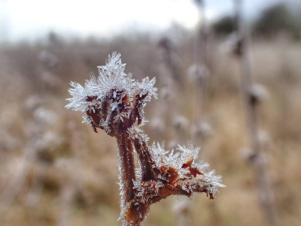 Frost on Seedhead