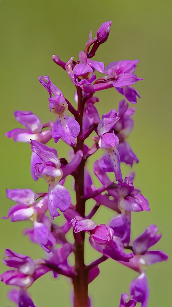 Purple Orchid