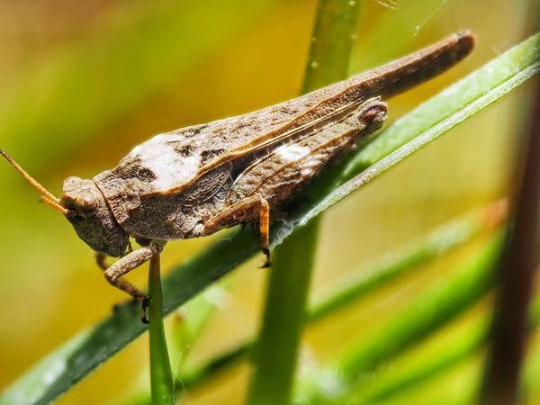 Grasshopper on Grass