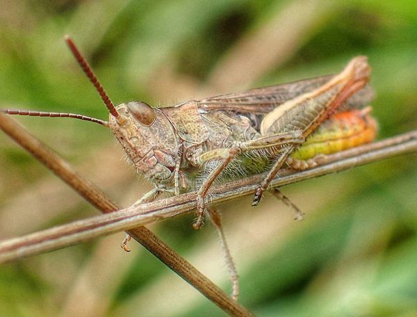 Grasshopper on Plant