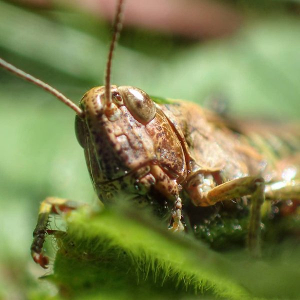 Grasshopper Head
