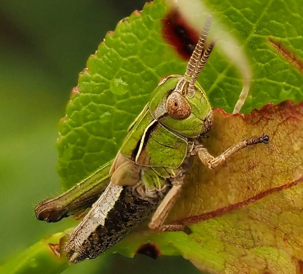 Grasshopper on Autumn Leaf