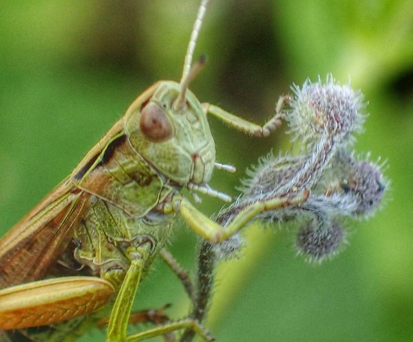 Grasshopper Feeding