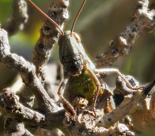 Grasshopper on Lichen