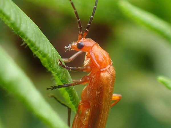 Soldier Beetle