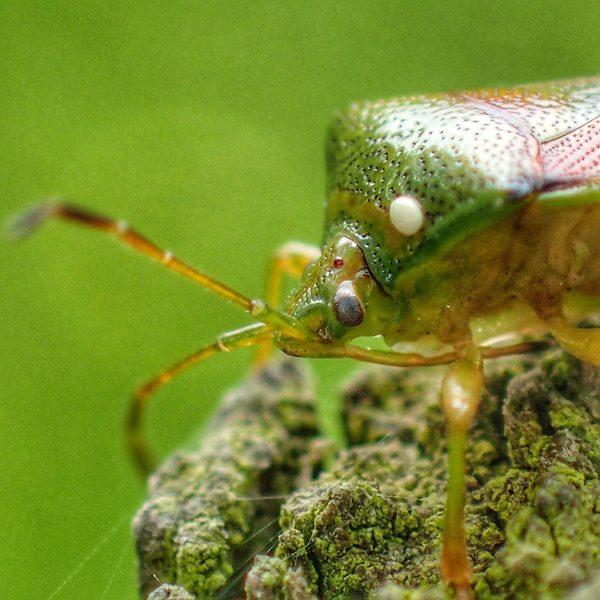 Green Shieldbug