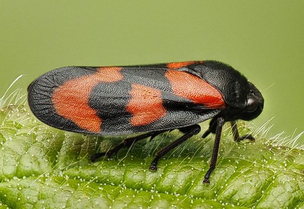 Red and Black Froghopper