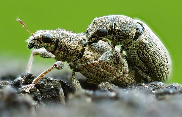 Green Weevils